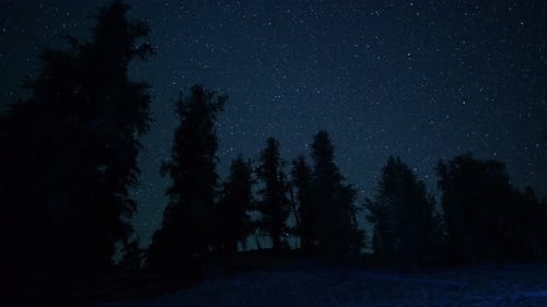 Alte Borstenbäume bei Nacht - 2