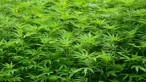 Hemp Plants Growing In The Wild In Sapa Vietnam 4