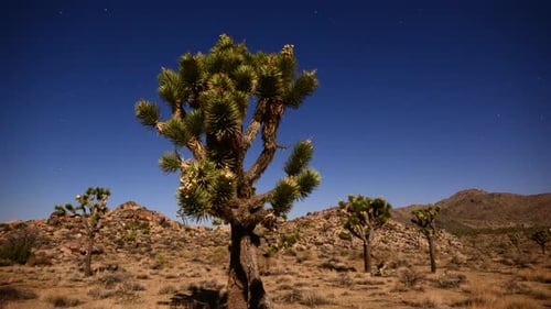 Joshua Tree At Night Full Moon - Time Lapse - Dolly Pan - 4k 2