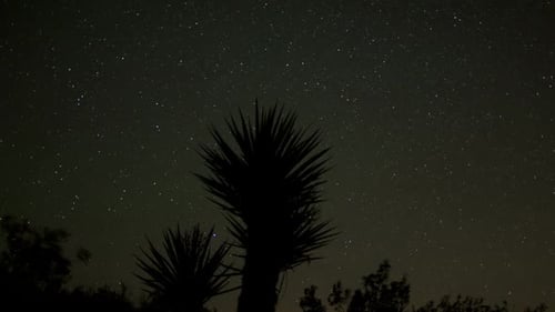 Sternverfall der Yucca-Pflanze