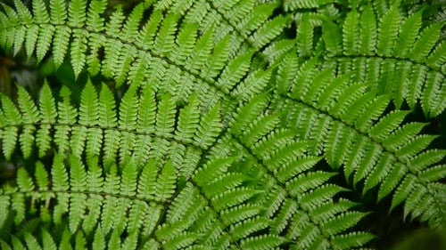 Feuchte grüne Farnpflanze
