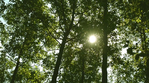 Sunlight Filtering Through a Verdant Green Forest Canopy