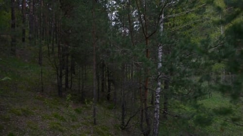 Aerial Of a Pine Tree Forest