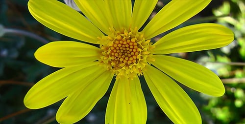 Schöne Frühlingsblume