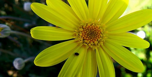 Bright Yellow Flower with Insect in Garden
