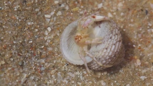 Hermit Crab