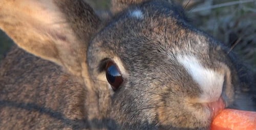 Rabbit Feeding Carrot