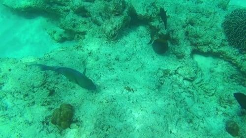 Tropical Fishes
