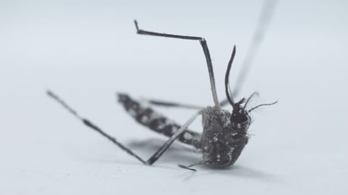 Mosquito