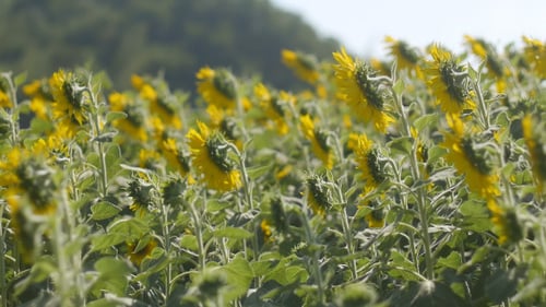 Sunflower Field