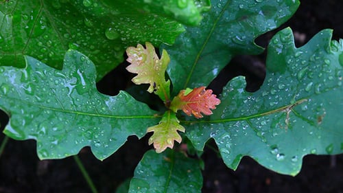 Young Oak Sapling Growing in a Natural Environment