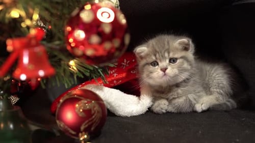 Adorable Kitten Lies Next to Christmas Tree