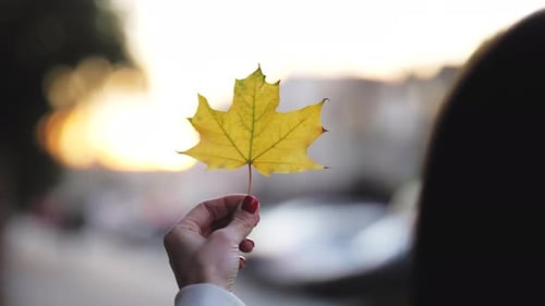 Autumn Leaf Held Up at Sunset