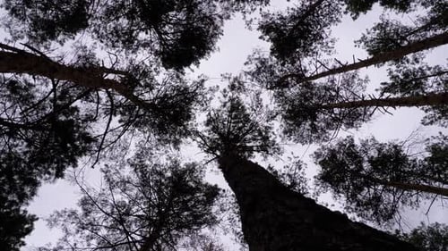 Dunkler gruseliger Wald. Blick von unten auf Baumstämme und Äste vor stürmischem Himmel