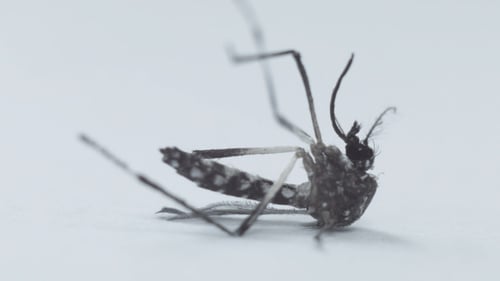 Mosquito