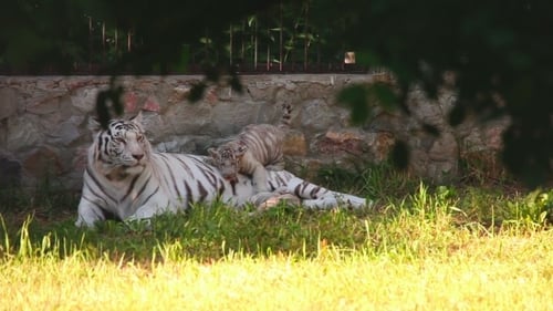 White Tiger Cub Plays with Resting Adult Tiger