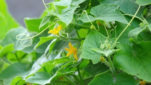 Blossom Cucumber