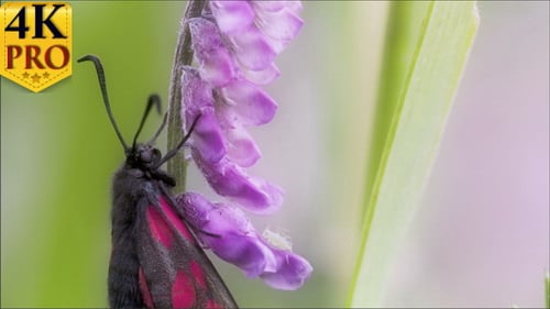 Uma borboleta preta rosa-vermelha manchada pendurada
