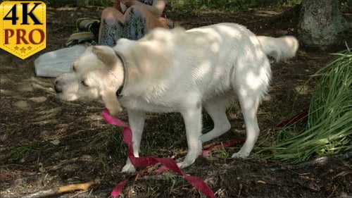 The Cute Labrador Retriever Dog Wiggling its Body