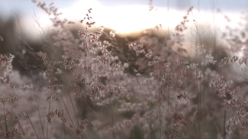 Wild Grass Swaying Gently in Morning Sunlight