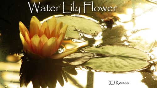 Close Up of Water Lily with Lily Pads