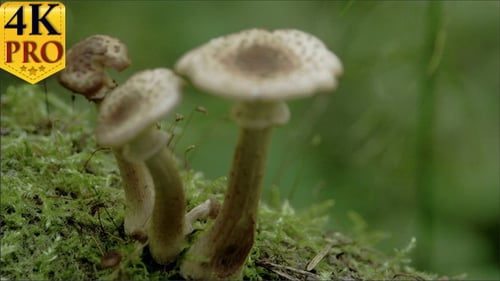 Mushrooms Growing Amongst Moss on a Forest Floor