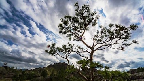 Trees and Mountains Under Cloudy Sky