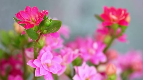 Kalanchoe rose