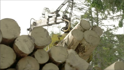 Ensemble de bûches en cours de transfert dans un camion