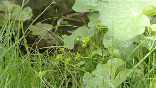 Grüne Pflanzen und Blumen neben dem Frühling