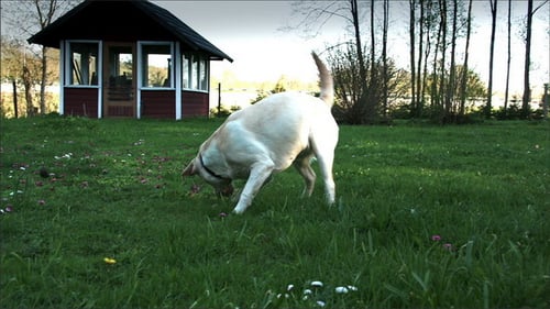 Dog Playing in Grassy Field Near Small House