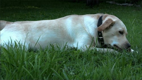 Dog Laying in Green Grass