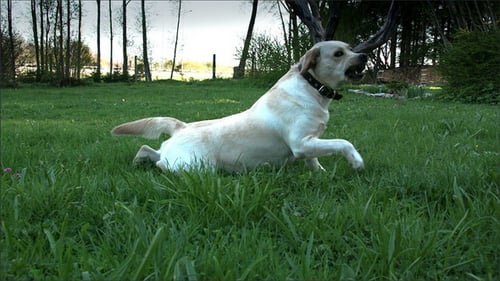 Labrador Dog Rolling on Grass in Field