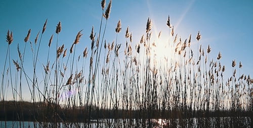 Scenic Reeds Silhouetted Against a Beautiful Sunrise