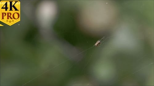 L'araignée crabe accrochée à sa toile