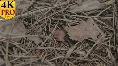 A Black Ant Crawling on the Withered Plants