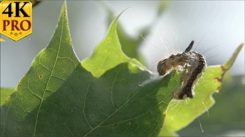 Caterpillar Eating a Leaf in Macro Close-Up