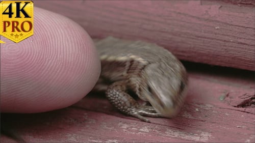 A Finger is Touching the Common Lizard