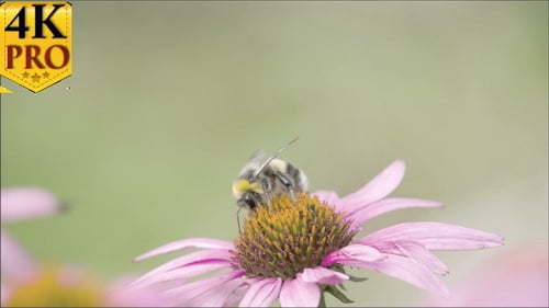 A Black Bee on Top of Purple Cornflower Plant