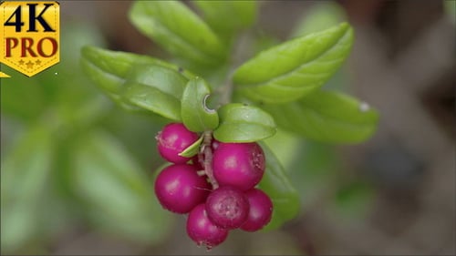 Cowberry Plant