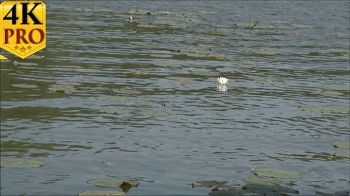 Lots of Water Lilies Floating on the Big Pond