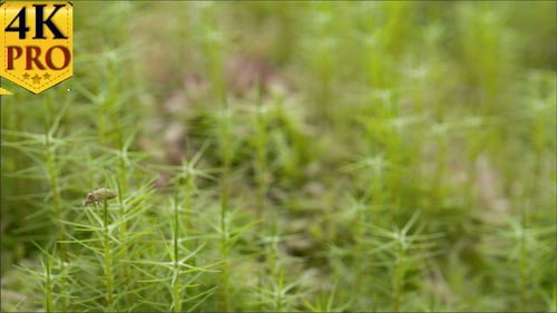 Ein Käfer kriecht ins Gras im Sumpf