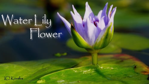 Water Lily Flower