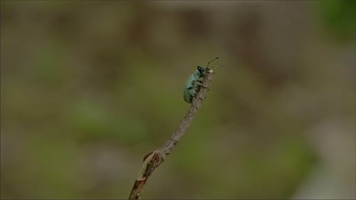 A Beetle Bug on the Tip of the Stem