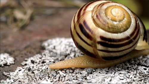 Eine Schnecke kriecht auf den kleinen Felsen