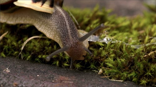 Die Schnecke frisst etwas Gras