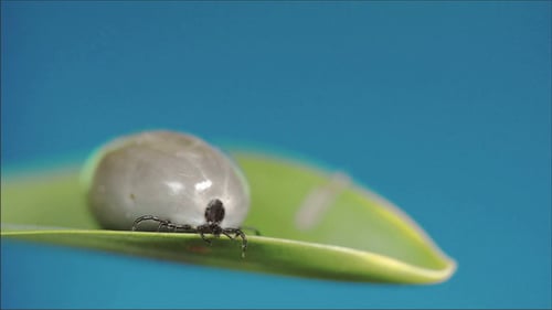 A Very Fat Tick Crawling