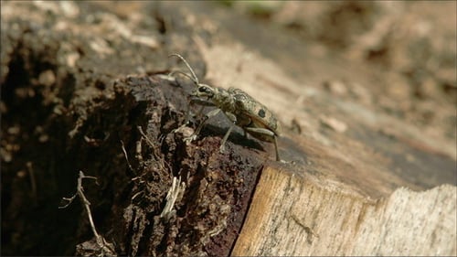 Longhorn Beetle Takes Flight From a Tree Stump