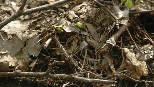 A Hopping Frog
