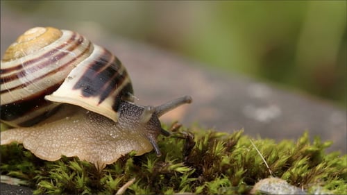 Snail Crawling on Vibrant Green Moss in Nature